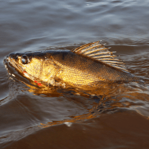 Walleye Fishing: Tips, Gears, Rods, Reels, and More! - Gear Up Fishing